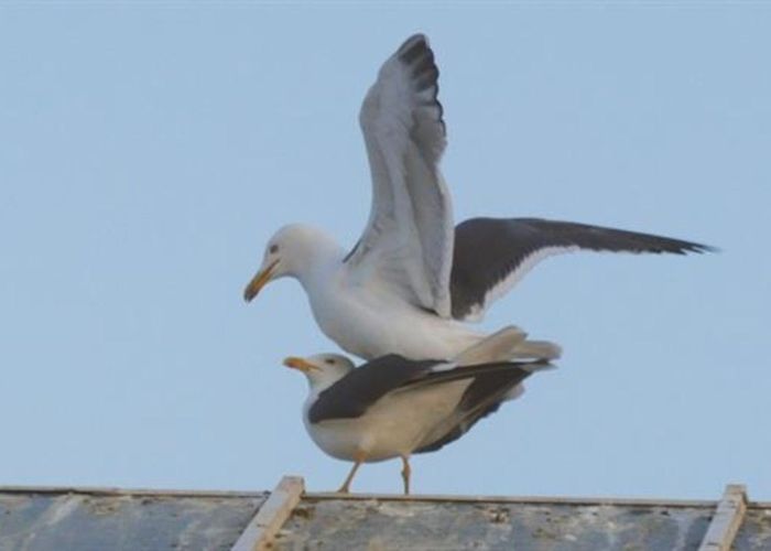 Europa Thermal Baths Watch the Awkward Balancing Act of Seagull Mating photo