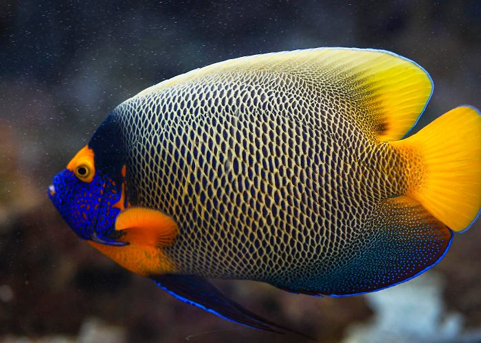 Aquarium de Canet-en-Roussillon AQUARIUM | CANET-EN-ROUSSILLON | Aquarium - Vivarium, Auditorium ... photo