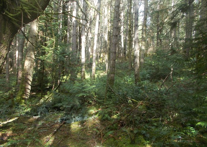 John Dean Provincial Park John Dean Provincial Park | Walks In Your Back Yard (formerly ... photo