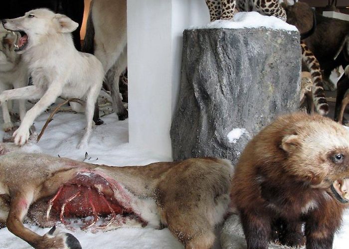 Helms-Museum Helms Museum - ice age animals photo