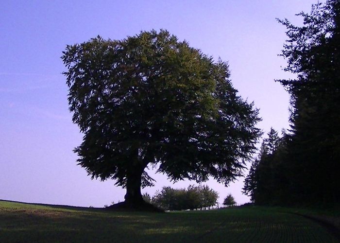 Obst-Erlebnis-Garten Hohwachter Bucht Panker Vacation Rentals, Schleswig-Holstein: homes, house rentals ... photo