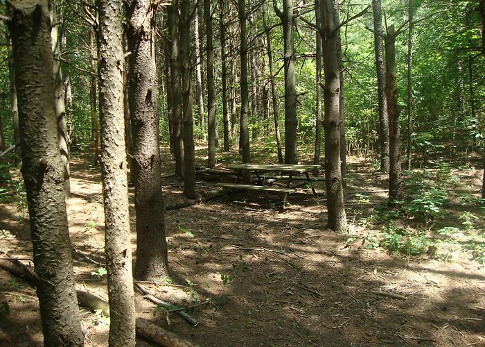 Pinehurst Lake Conservation Area Playground by areas 2 and 3 - Picture of Pinehurst Lake ... photo