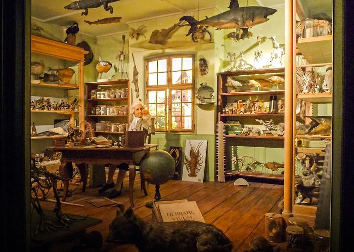 Strasbourg Zoological Museum Visit Strasbourg: TOP 25 Things to Do and Must See | France Travel photo