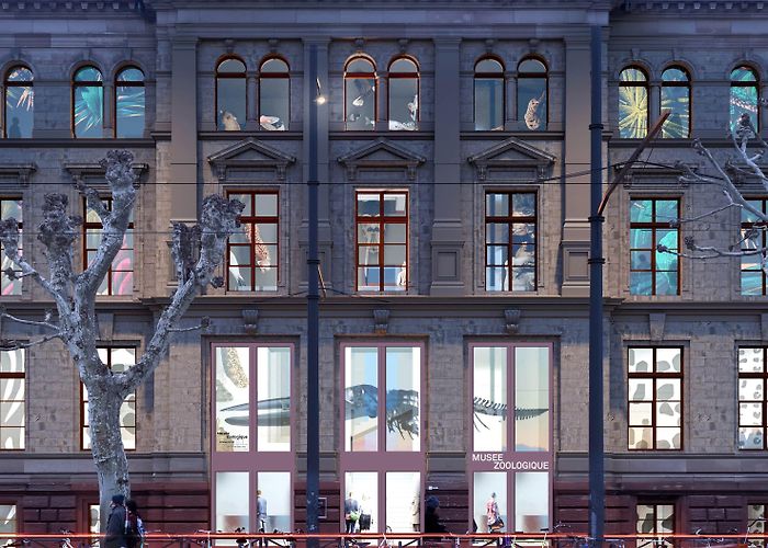 Strasbourg Zoological Museum Zoological Museum photo