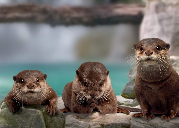 Aquarium Le Navi Le Navi - Cattolica Aquarium - Club Costa Vacanze Hotels in ... photo