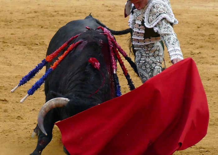 Bullring of Valladolid Regular performers and disappointments (2021 Season Review Pt4 ... photo