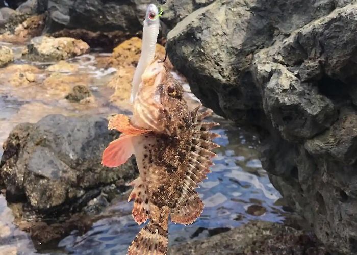 Port de l'Olla d'Altea ᐅ Port de l'Olla d'Altea fishing reports🎣• Valencia, Spain fishing photo