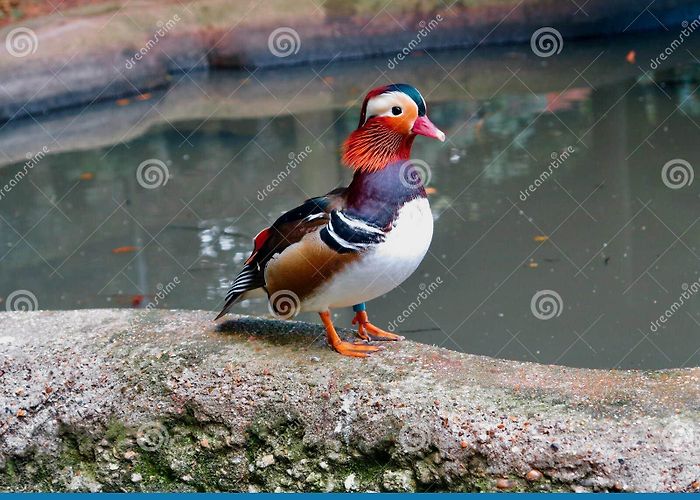 Thrigby Hall Mandarin Duck by the Waterside Stock Photo - Image of anglia ... photo
