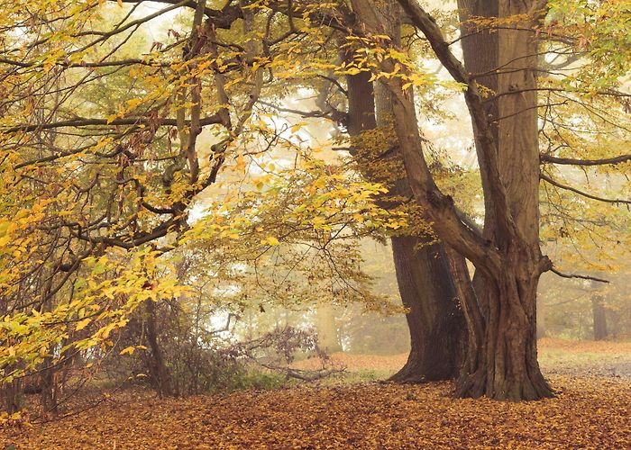 Hatfield Forest Hatfield Forest | Essex | National Trust photo