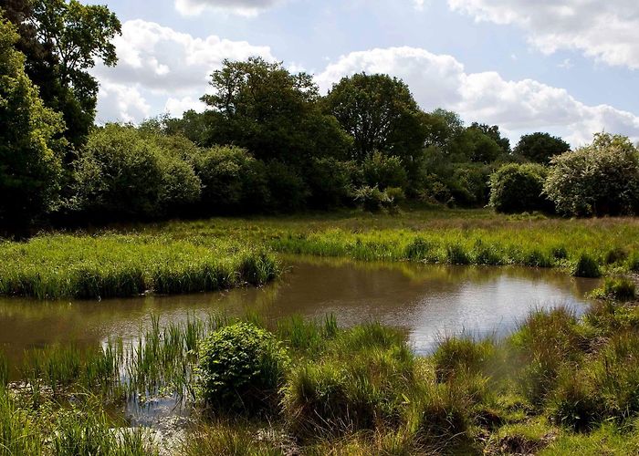 Hatfield Forest Hatfield Forest | Essex | National Trust photo