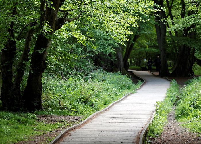 Hatfield Forest Visit Takeley: 2024 Travel Guide for Takeley, Bishop's Stortford ... photo