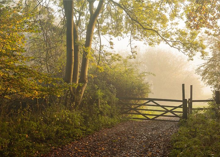 Hatfield Forest Hatfield Forest | Essex | National Trust photo