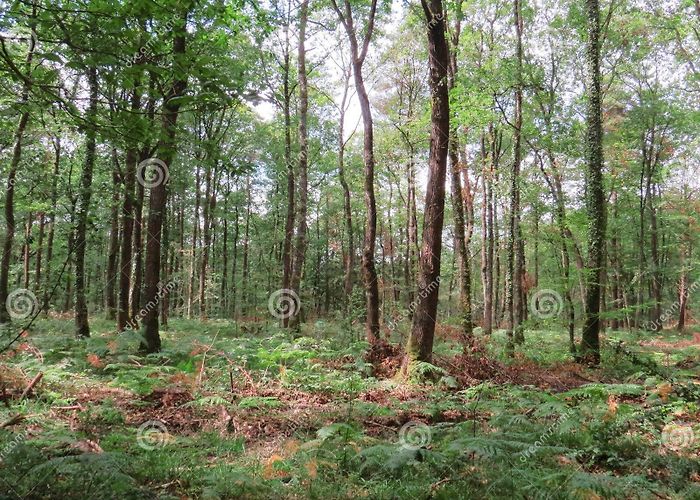 Brocéliande Forest Mythical and Enchanted Forest of Broceliande, Paimpont, Brittany ... photo