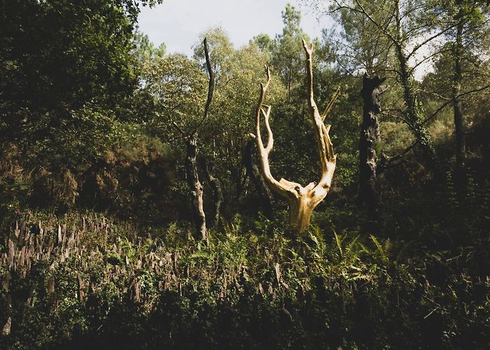 Brocéliande Forest broceliande-3.jpg photo