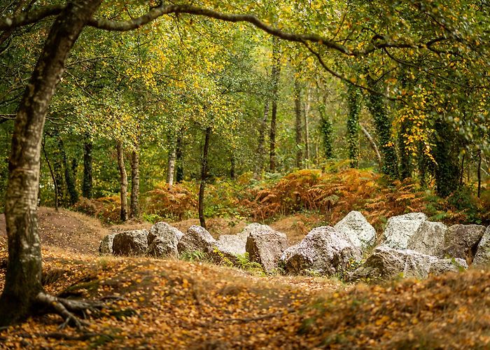 Brocéliande Forest Forêt de Brocéliande – Where is the forest of Brocéliande in Brittany photo