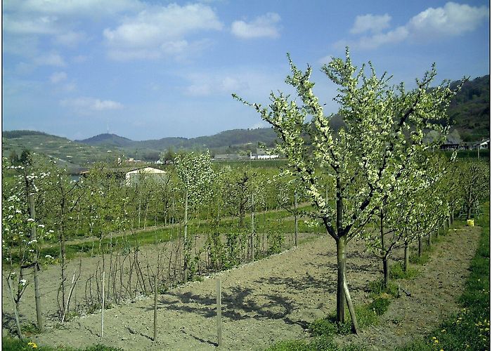 Naturschutzgebiet Taubergiessen The Best Hotels in Achkarren | Hotels.com photo