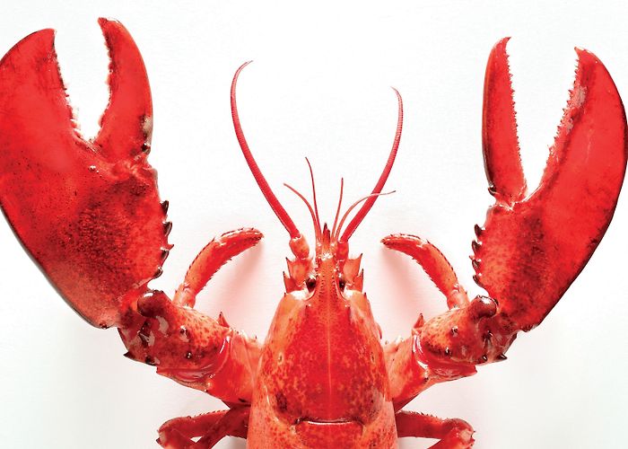 Woolastook Provincial Park Saltscapes Food and Travel 2023 by Metro Guide Publishing - Issuu photo