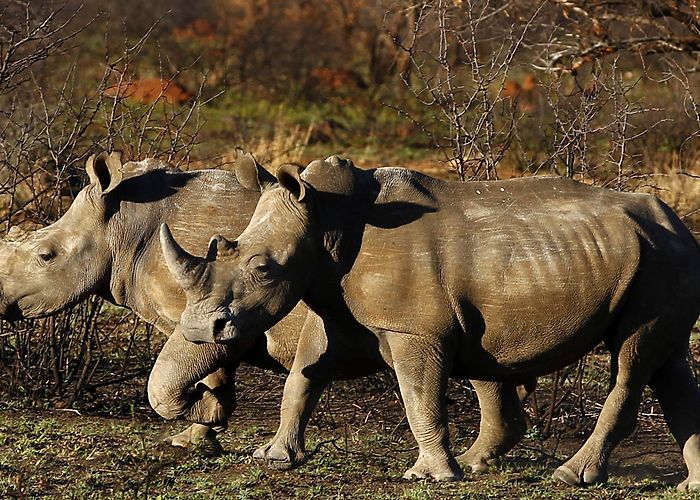 Mafikeng Game Reserve Rhino poaching 'kingpin' arrested in South Africa | Tuoi Tre News photo