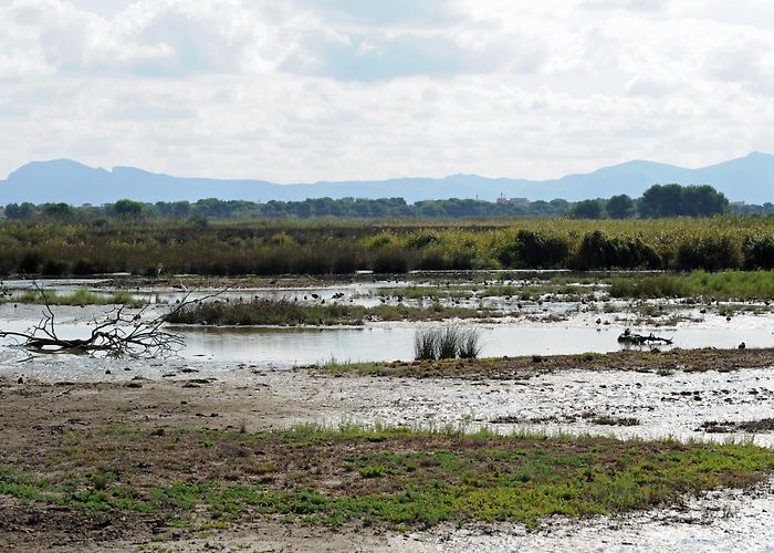 Parque Natural de S'albufera El Parque Natural de la Albufera en Mallorca photo