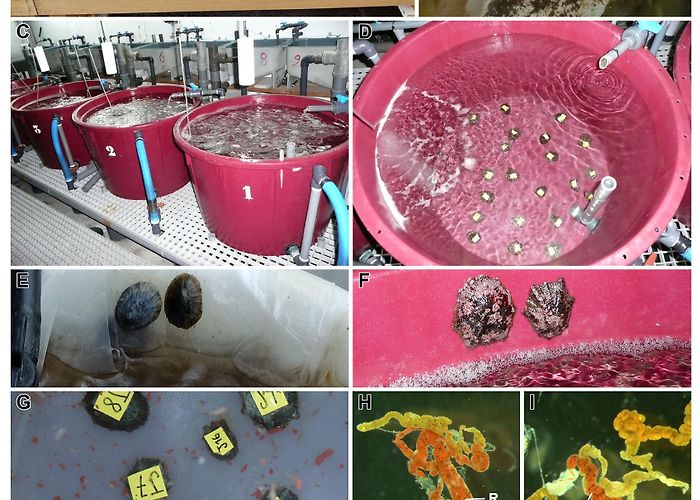 Centro de Informacion Juvenil Frontiers | Methodologies for Patellid Limpets' Aquaculture: From ... photo