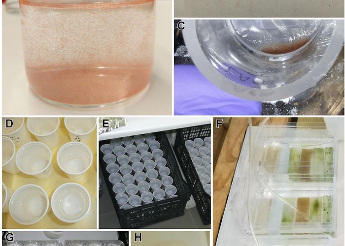 Centro de Informacion Juvenil Frontiers | Methodologies for Patellid Limpets' Aquaculture: From ... photo