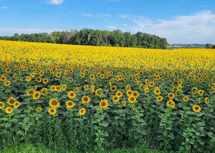 Saint-Maurice-de-Beynost photo