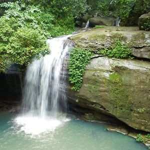 مبيت وإفطار Buderim Forest Hideaway Exterior photo