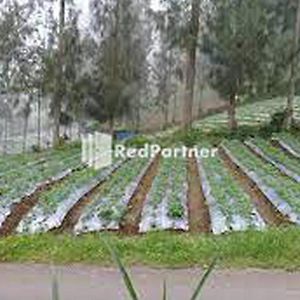 Gebby Homestay Bromo Redpartner باسوروان Exterior photo