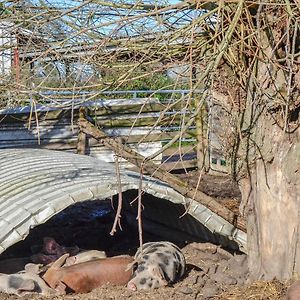 فيلا The Cow Shed Arlingham Exterior photo