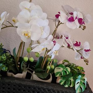 Alloggio Orchidea مونفالكوني Exterior photo