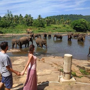 بينافالا Peacock Village Pinnawala Exterior photo