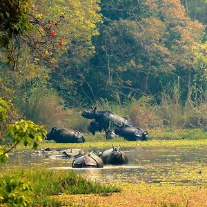 Chitwan Gaida Lodge - Animal Lovers & Birdwatchers Paradise سوراها Exterior photo