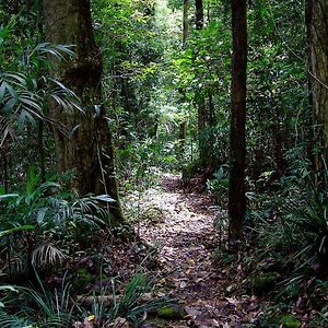 فيلا Springbrook Lyrebird Retreat Exterior photo