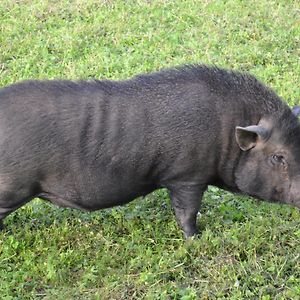 فندق Le Paradis Des Animaux Coublevie Exterior photo